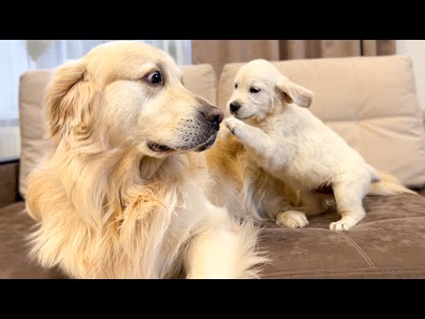 Videó: Vellnek a golden retriever kölykök?