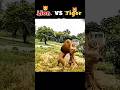 “Tiger vs Lion 🦁 | Jungle Ka Real King Kaun? Ultimate Battle 🔥” BEASTNOVA #animals #animalsfight