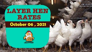 Layer Hen Rates | Layer Position in Pakistan | Poultry Baba | 06-Oct-2021