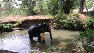 Before elephant's ride in Sigiriya (Sri-Lanka)