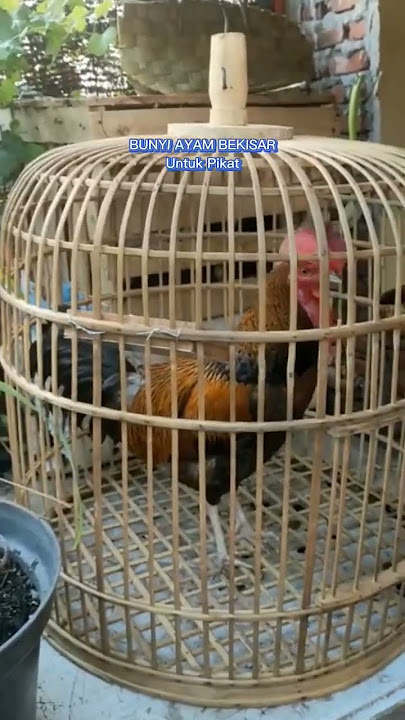 BUNYI AYAM BEKISAR Untuk Pikat #shorts #bunyiayambekisar #varidah54achannel