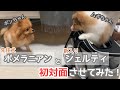 ポメラニアンとシェルティを初対面させてみた! / Pomeranian is afraid of new dog Sheltie, but they get along :)