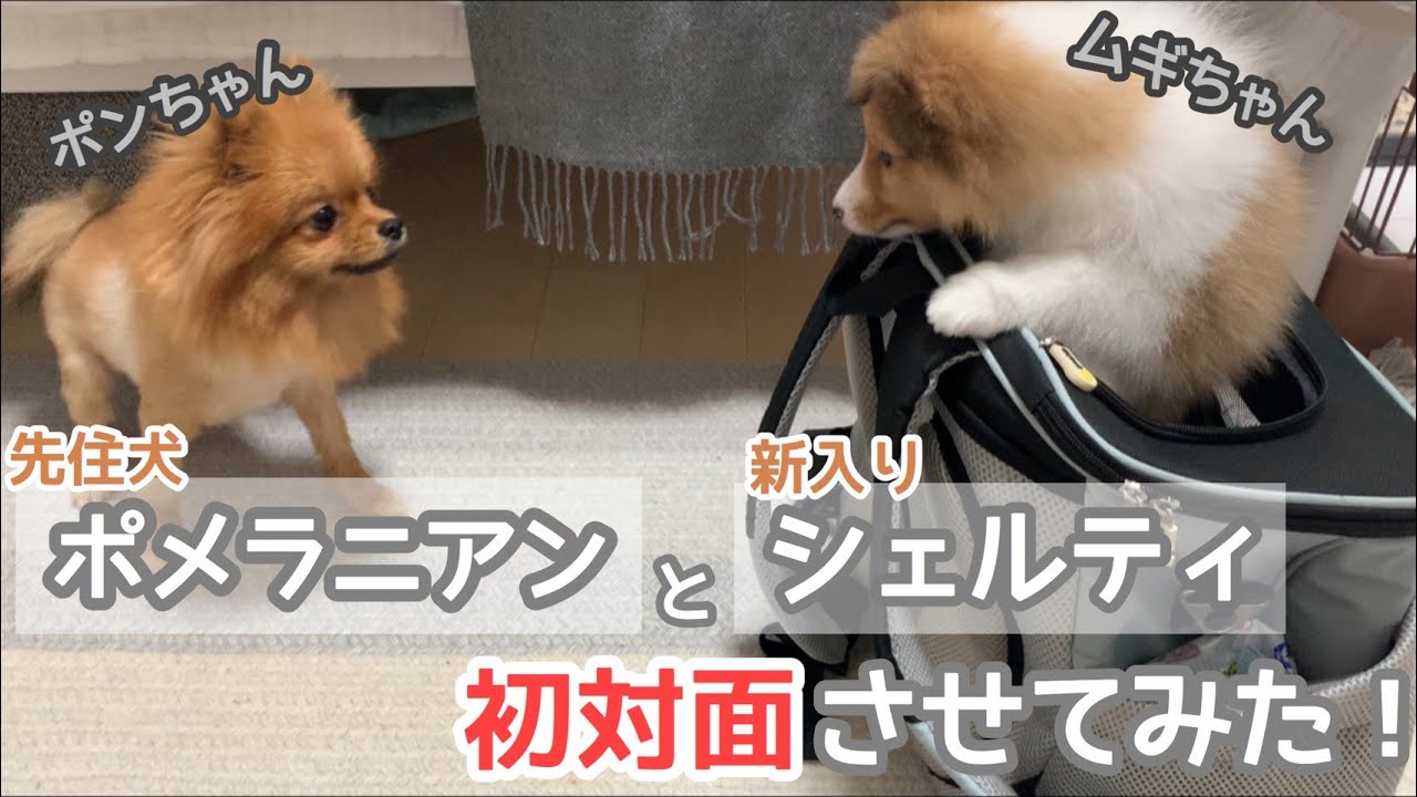 愛犬 ankoわんこシリーズ　ポメラニアン　シェルティ　ダックス　犬　dog ポメラニアンとシェルティを初対面させてみた！ / Pomeranian is