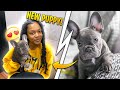 I SURPRISED HER WITH HER DREAM PUPPY 😍 *FRENCH BULLDOG*