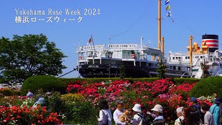 【Неделя роз в Йокогаме 2024】 Я посетил все семь бесплатных розариев!
