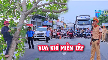 Cảnh Sát Giao Thông chặn đứng xe tại QL1A để Vua Khỉ cưa cây (Phần 1/2)...