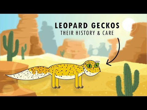 Video: Geckos 101: Basic Leopard Gecko Care (alloggio, dieta, storia naturale)