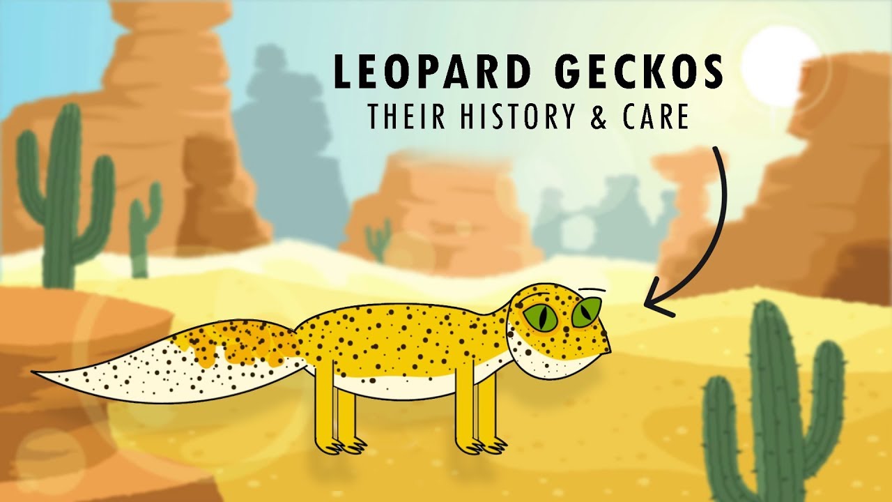 An Introduction To Leopard Geckos Their Care Youtube