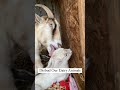 Video Contains Photos Of Birth Butchering See Comments For Details Homestead