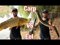 Carp VS Eel Catch And Cook | The Results Will SHOCK YOU