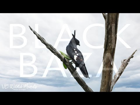 Black Baza Pasir Ris Park