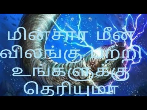 மின்சார  மீன் விலங்கு பற்றி உங்களுக்கு தெரியுமா