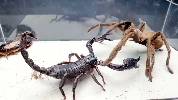 SCORPION vs TARANTULA SPIDER FIGHTING FOR PREY, wh...