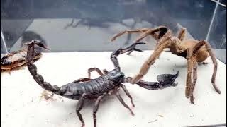 SCORPION vs TARANTULA SPIDER FIGHTING FOR PREY, who will win? Insect Stories-6