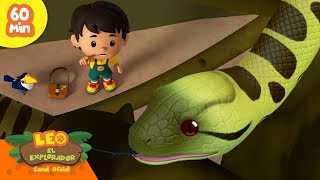 ¡SERPIENTES DESLIZANTES!  ¡Serpientes, Camaleones y más! ✨ | Leo, El Explorador | Animación