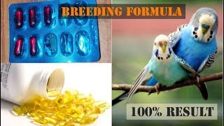 Birds Breeding Formula||Evion Capsule 400mg||Birds Health And Breeding Tips