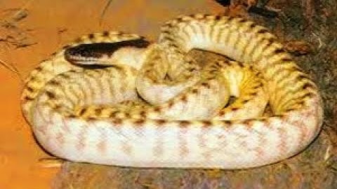BLACK-HEADED PYTHON & WOMA PYTHON.