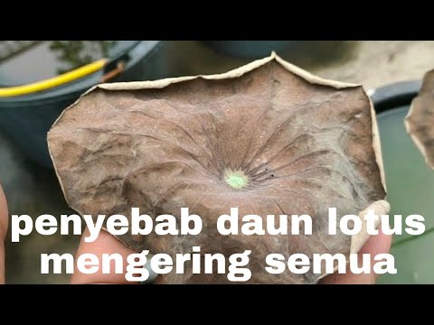 Video: Mengapa teratai bertukar menjadi kuning daun - ciri penjagaan