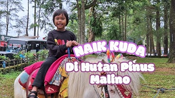 Serunya Naik Kuda Di Hutan Pinus