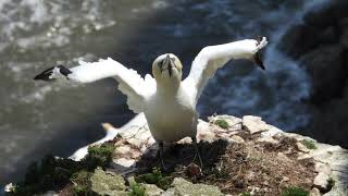 Gannets at Bempton Cliffs.