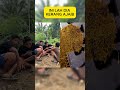 SEMBAH KERANG AJAIB #asmr #fyp #shorts #shortvideo #satisfyling