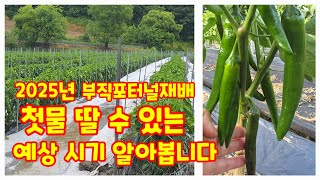 2025년 부직포터널재배 첫물 딸수 있는 예상 시기 알아봅니다. 괴산젊은농부 괴산청결고추.