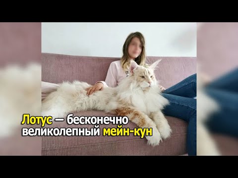 ПОСТРОИЛИ ГИГАНТСКИЙ СКЕЙТБОРД!..**РЕКОРД ГИННЕССА**