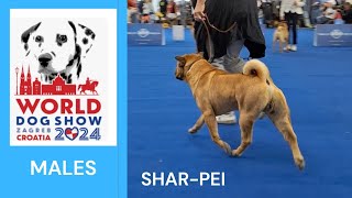 Chinese SHARPEI MALES at World Dog Show Zagreb 2024