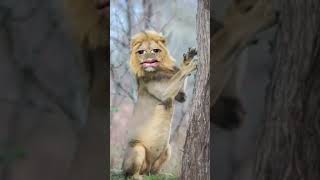 voice trading #viral video