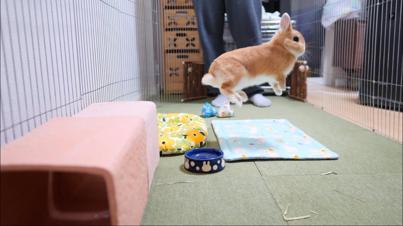 うさぎと遊ぶ【No.55】 - YouTube