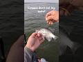 Proof crappie will bite a big bait! #crappiefishing #follow #shorts