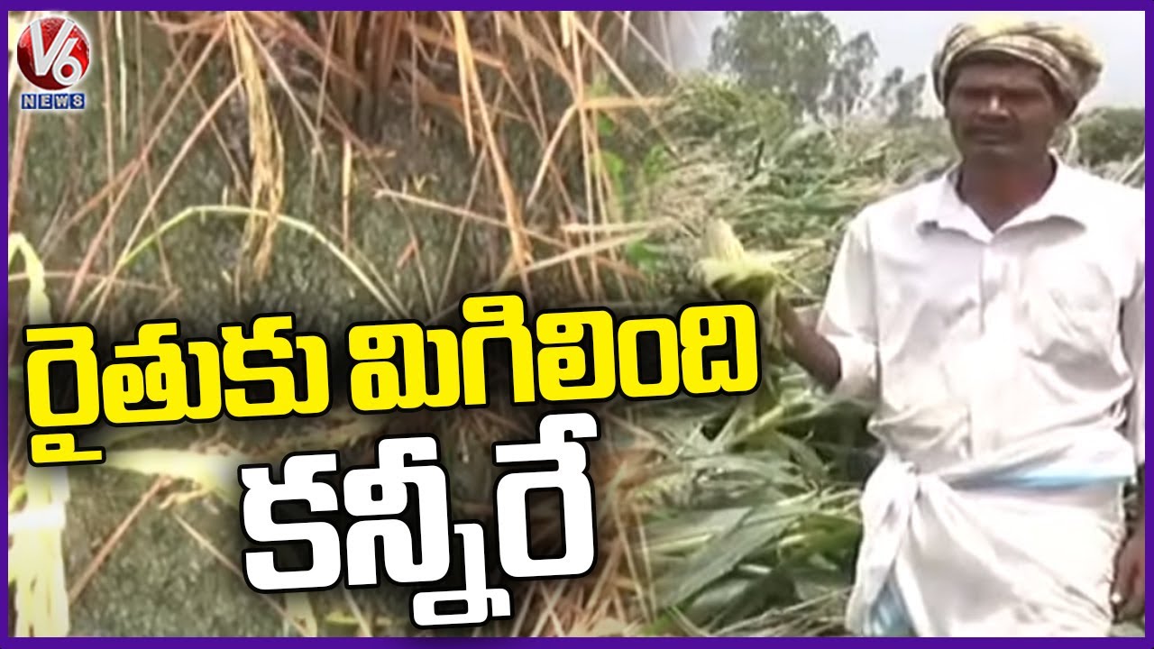 Huge Sweet Corn Crop Damage Due To Strong Winds | Warangal | V6 News ...