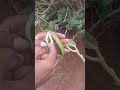 milk weed plant see seeds milkpidaceae dangerous plant