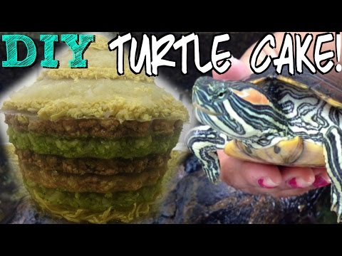 how i made my turtle's birthday cake! diy