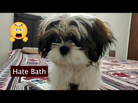 Shih Tzu Puppy After Bath Reactions | Shih Tzu Hate Baths | Noor Reactions | Shih Tzu Cute Activity