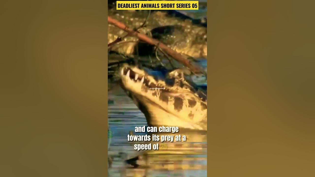 How Many Humans Can a Crocodile Kill?😲 - YouTube