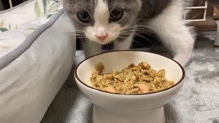 子猫に高級食ロイヤルカナンをあげてみた【ブリティッシュショートヘア】