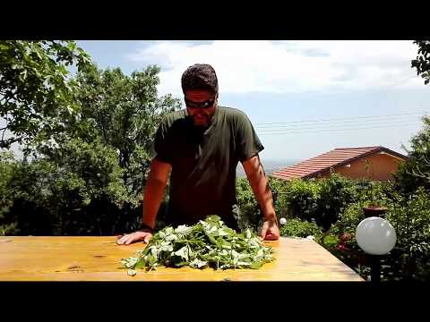 Видео: Отглеждане на червени боровинки в крайградски и градински парцели