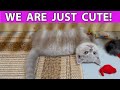 British Shorthair Kittens Playing Adorable!!! Lilac and Blue | Cat Videos Cute and Funny