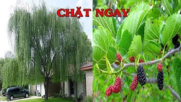 TÁN GIA BẠI SẢN nếu trước cổng hoặc trong vườn Trồng Cây Này hãy Chặt Ngay trước khi quá muộn