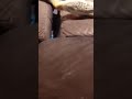 Theobald trying to get into a crevice