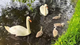 Serene swans and cygnets at Marston Marsh, Norwich (UK) by TheIanBullock 187 views 1 year ago 5 minutes, 24 seconds