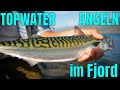 Topwater angeln in Norwegens Fjorden