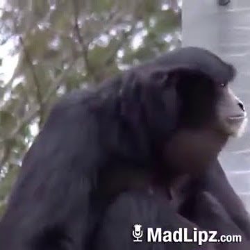 Video lucu monyet manggil nama agus