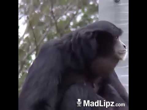 Video lucu monyet manggil nama agus