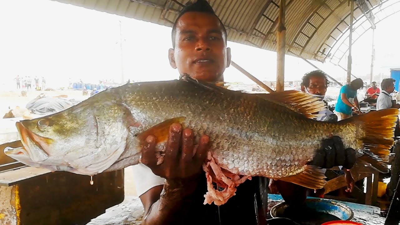 Sea Bass Cutting Fish Cutting Skills YouTube