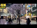 Early Cherry Blossom in Shinjku 4K HDR