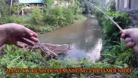Câu cá cơm | Câu cá suối mùa đông | Rừng đông bắc