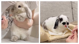 This is what happens when I give my bunny medicine | Two very different scenarios 🐰🙈