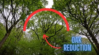 Oak reduction But Has It Already Moved?